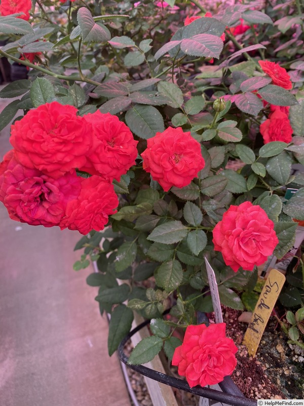 'Chipotle' rose photo