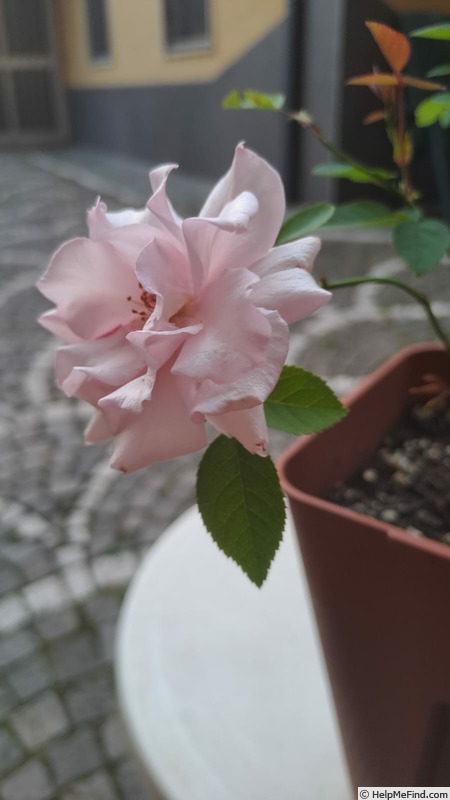 'D03-1' rose photo
