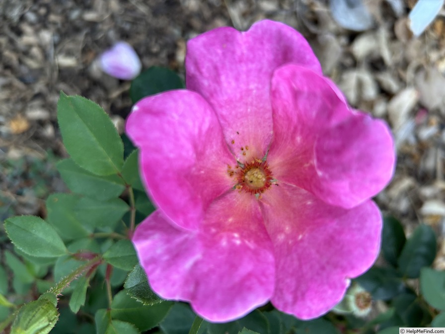 'The Champion™ Sunblush Rose' rose photo