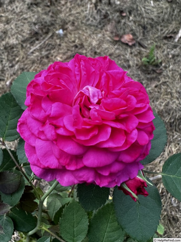 'Seedling 22-014' rose photo