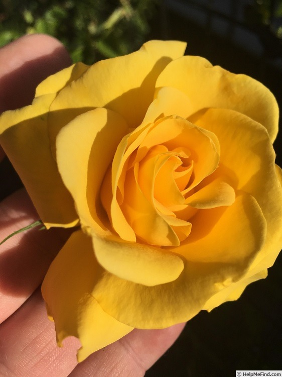 'Gold Road' rose photo
