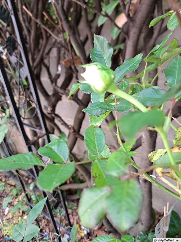 'Holiday Island Key Largo ® (hybrid tea, Interplant 2021)' rose photo