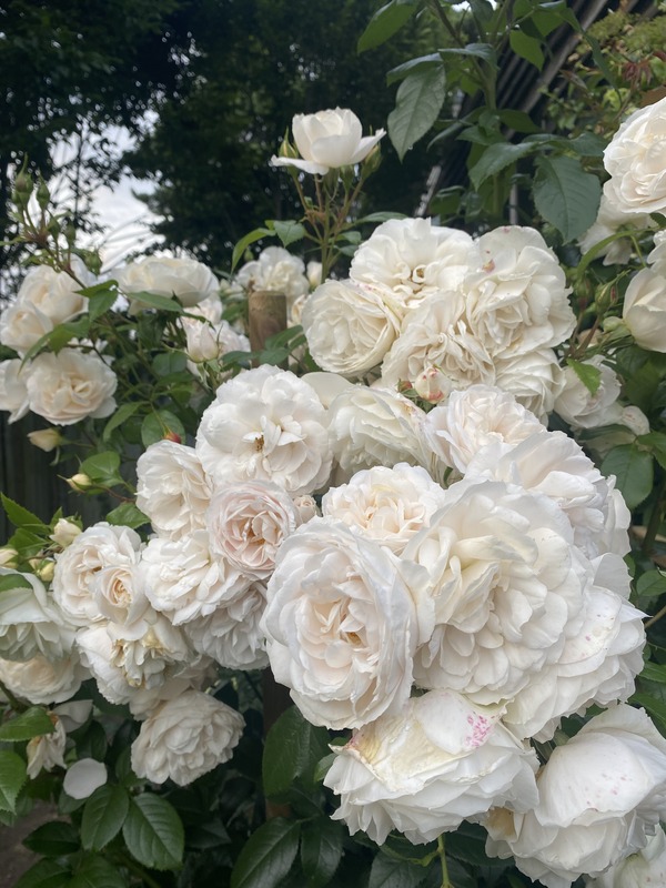 'Champagne Moment' rose photo