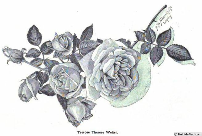 'Therese Welter' rose photo