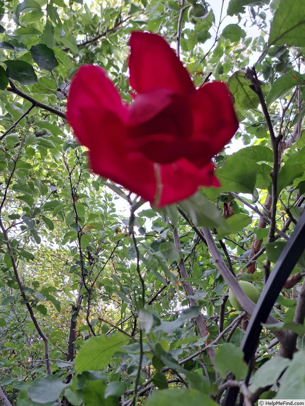 'République de Montmartre ®' rose photo