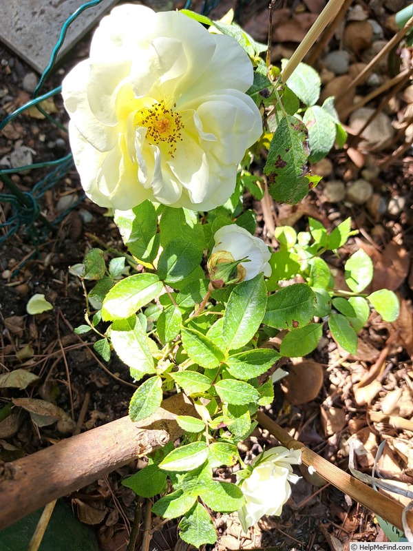 'Limona ® (hybrid tea, Kordes, 2005/16)' rose photo