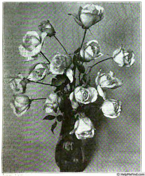 'Uncle John (tea, Reinberg, 1903)' rose photo