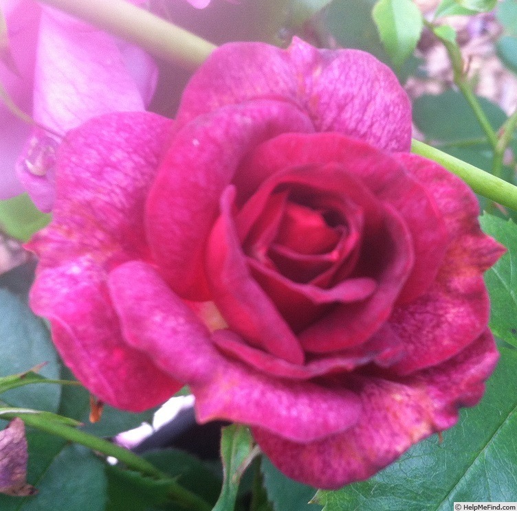 'Purple Moth' rose photo