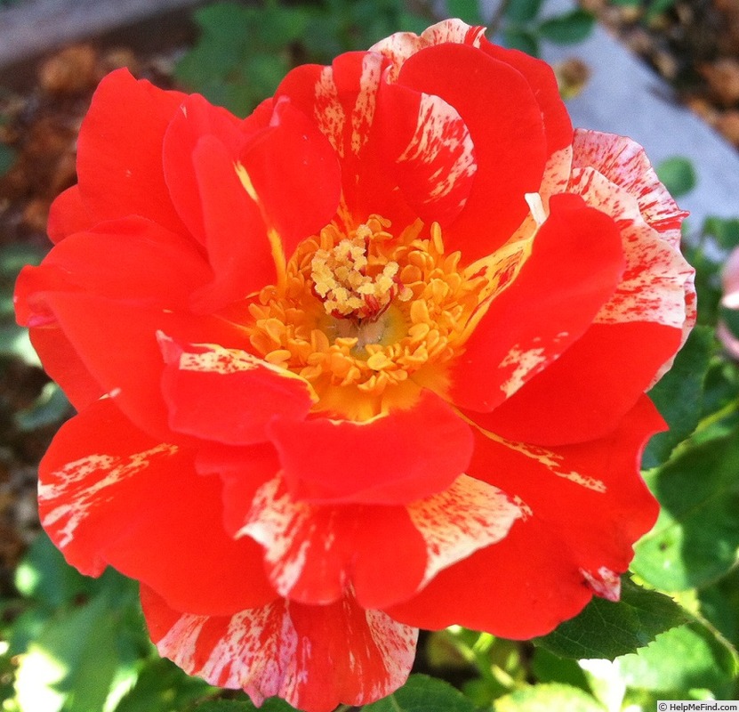 'Orange Stripe' rose photo