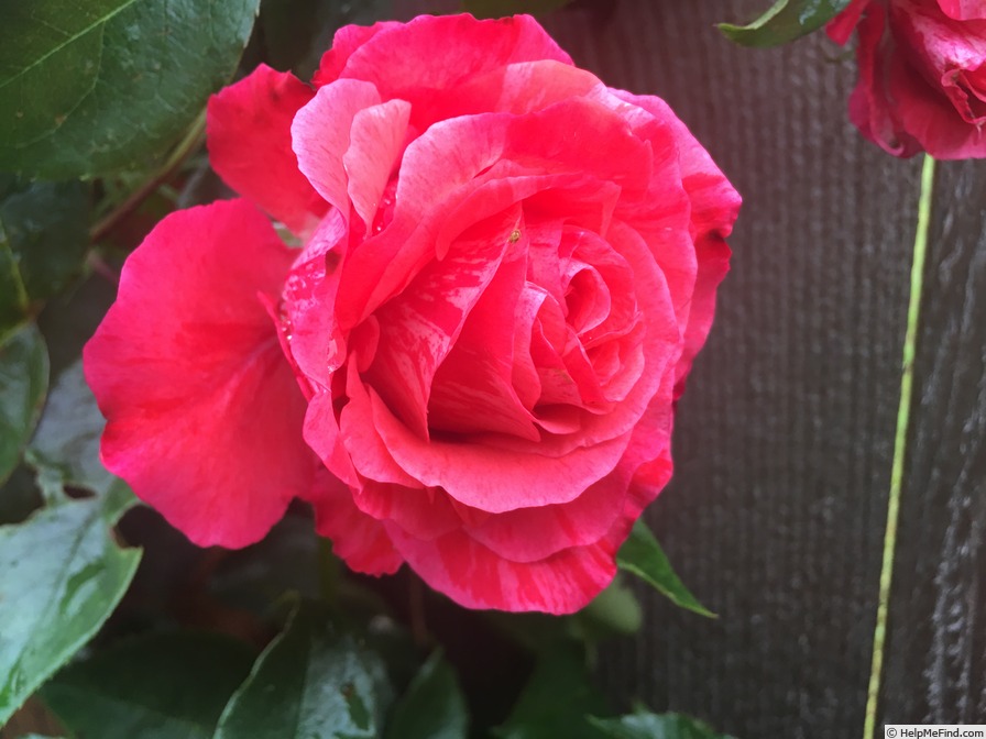 'Scarlet Stripe LCL' rose photo