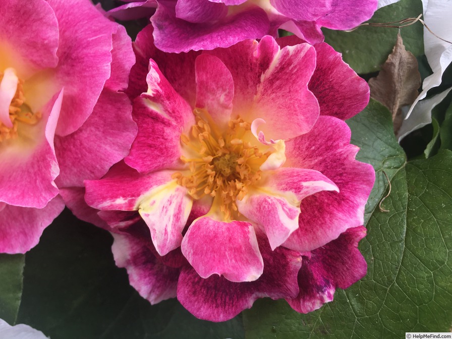 'Violet Weather' rose photo