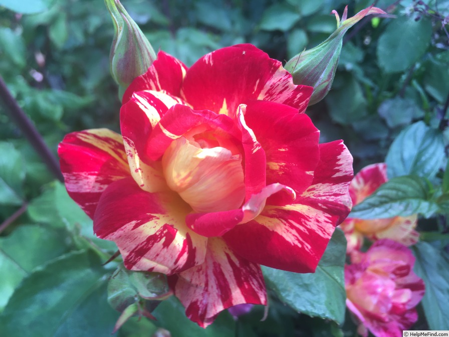 'Pernet Stripe' rose photo