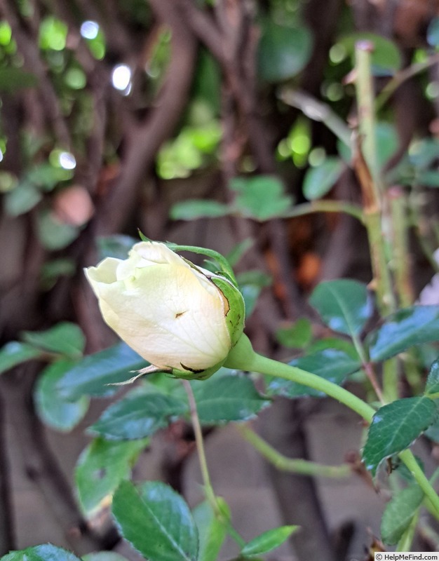 'Holiday Island Key Largo ® (hybrid tea, Interplant 2021)' rose photo