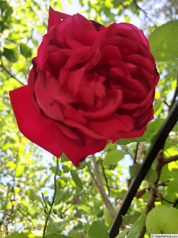 'République de Montmartre ®' rose photo