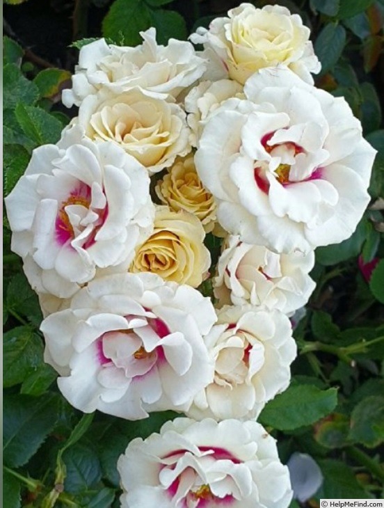 'Brideside!' rose photo