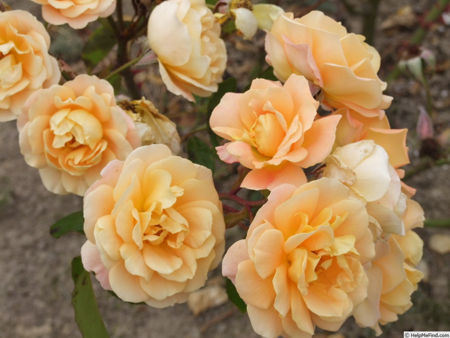 'Tuscan Charm' rose photo