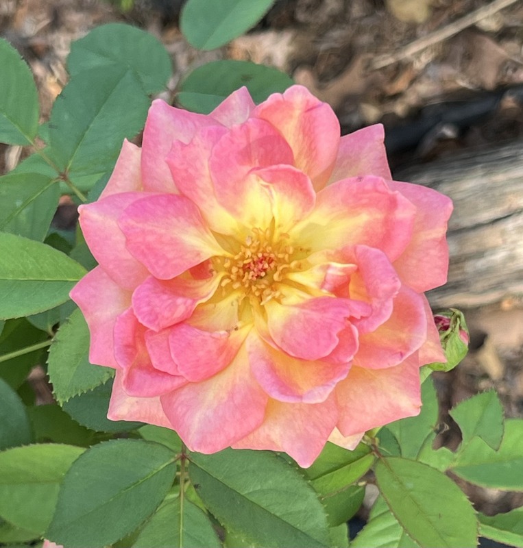 'Fuego de Amore' rose photo