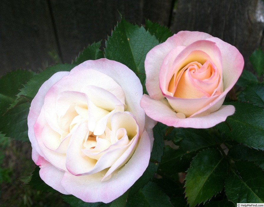 'Blush Dog' rose photo