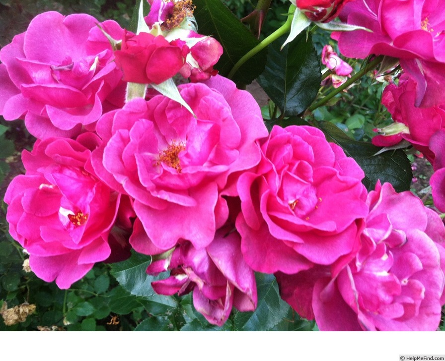 'Plum Flori' rose photo