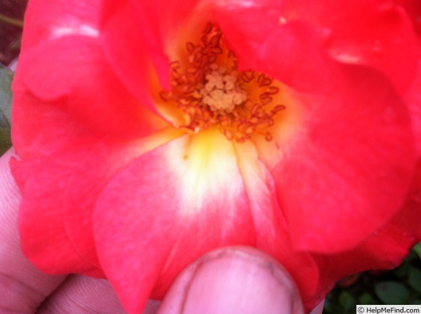 'Fruit Dog' rose photo