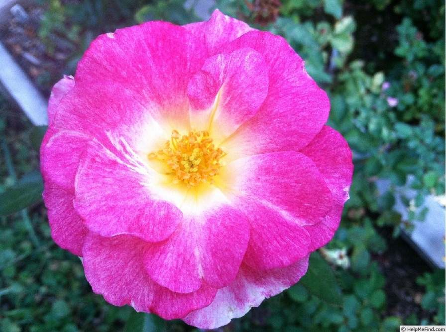 'Violet Weather' rose photo