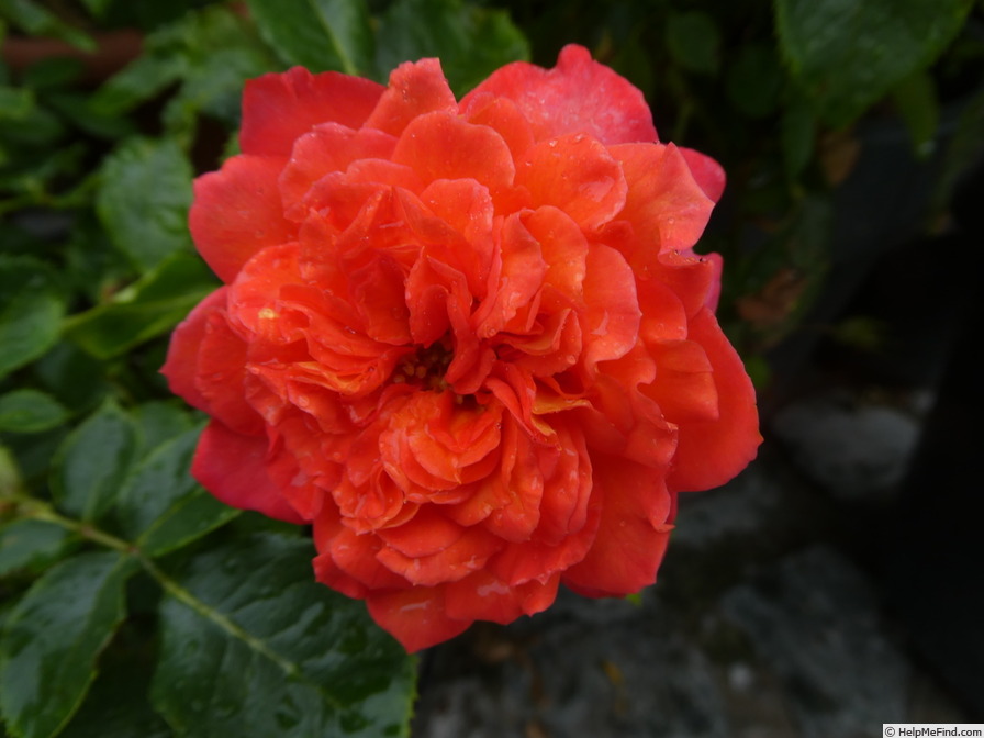 'Vulcano ® (hybrid tea, Kordes, 2008/19)' rose photo