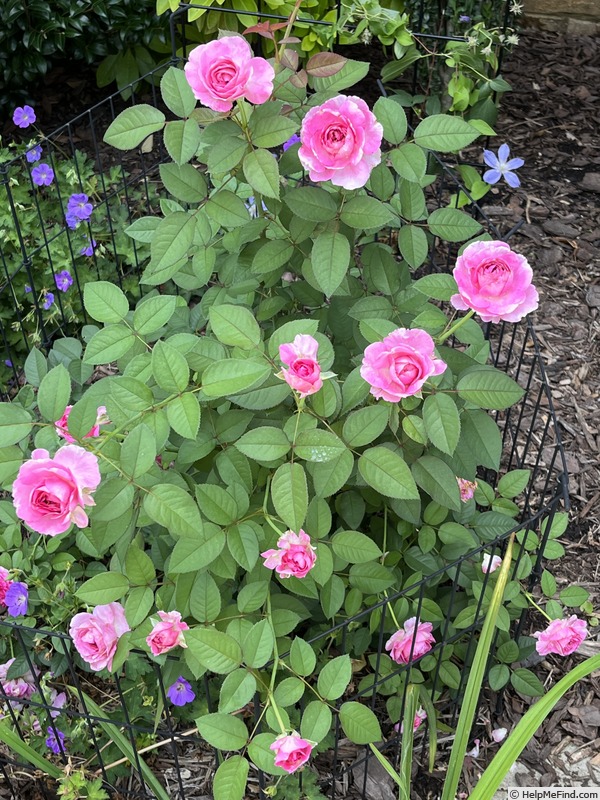 'Raspberry Cupcake ™' rose photo