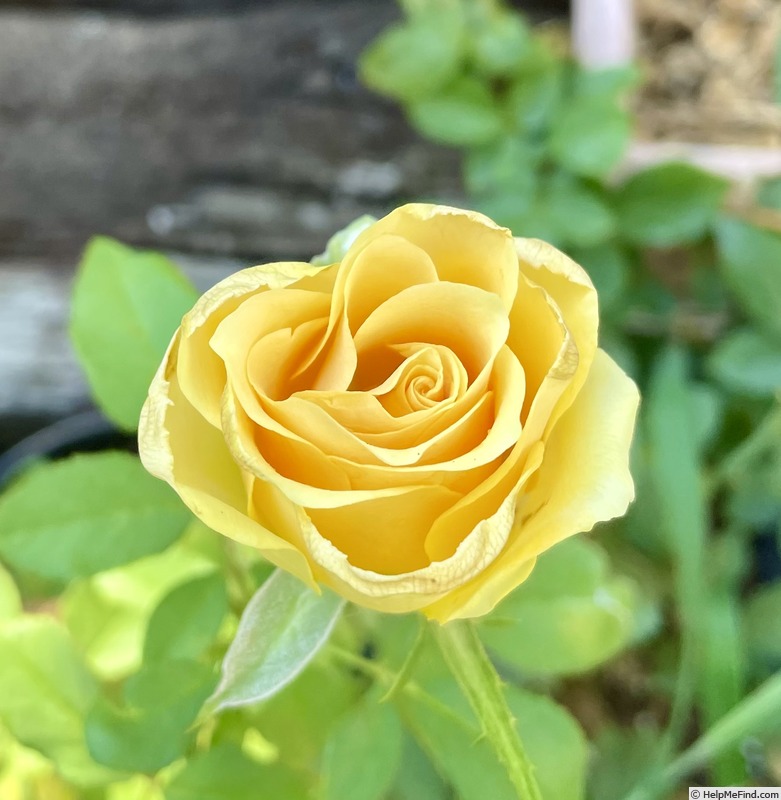 'Bumblebee ®' rose photo