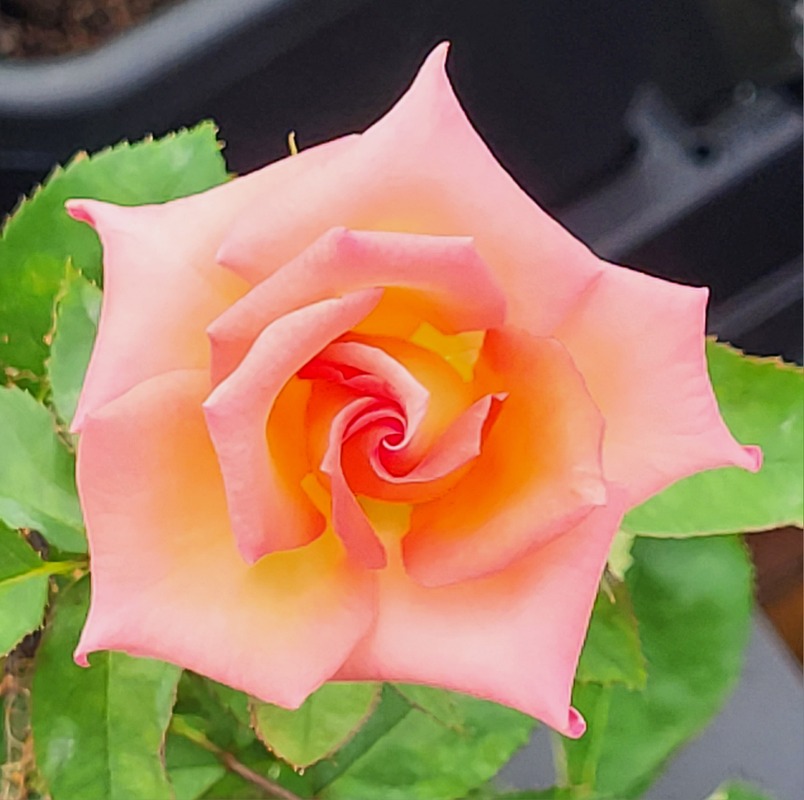 'Aristides' rose photo