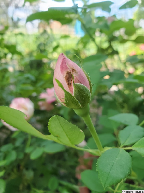 'True Bliss™' rose photo