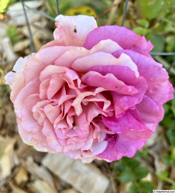 'Purple Fragrancia ™' rose photo