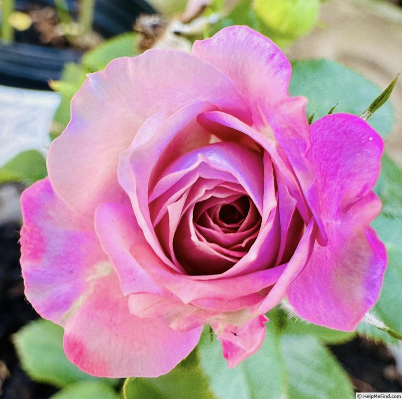 'Andrea ™ (mini flora, Poulsen 2004)' rose photo