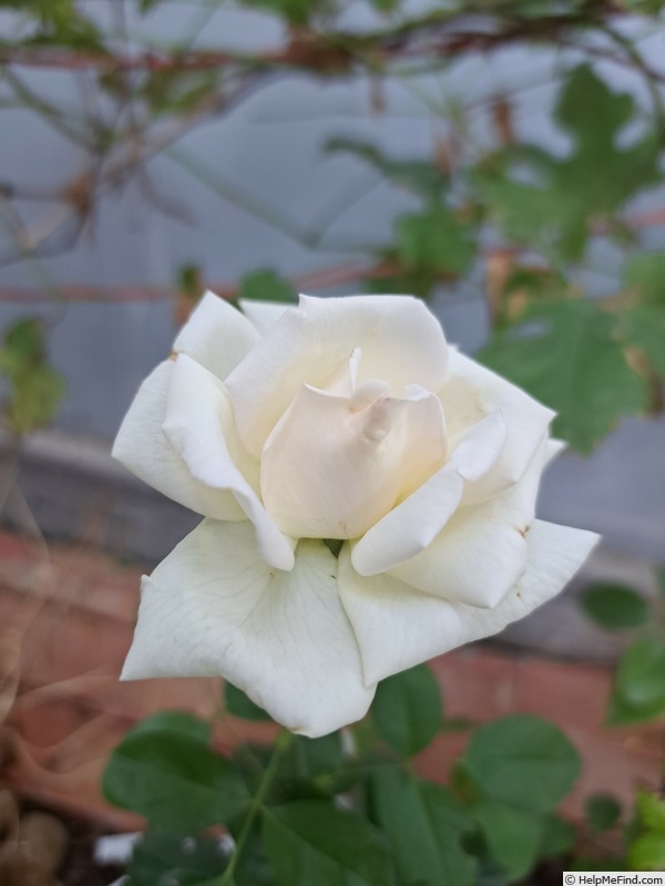 'Anggun ®' rose photo