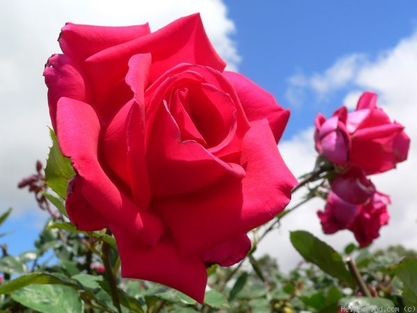 'Ida Elizabeth' rose photo