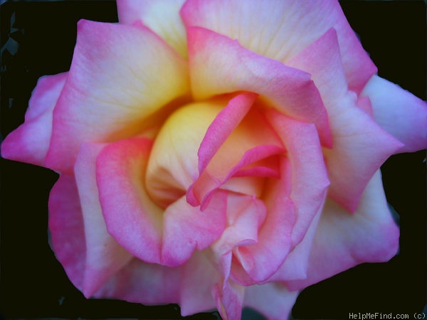 'Sheila's Perfume (Floribunda, Sheridan before 1979)' rose photo