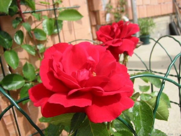 'Sympathie ®' rose photo