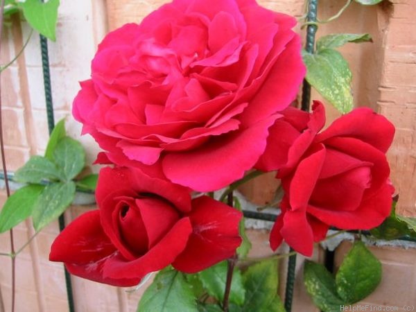 'Sympathie ®' rose photo