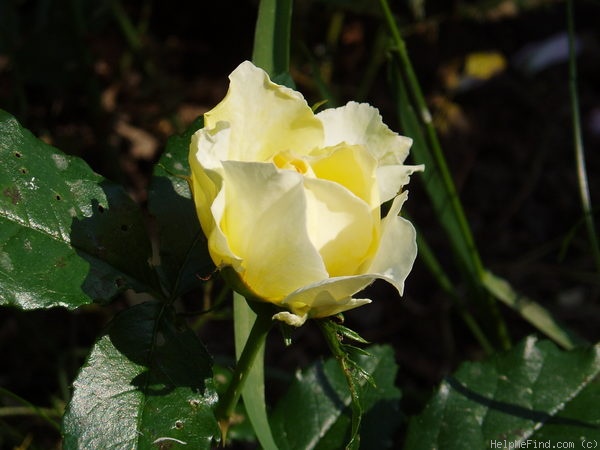 'Leverkusen' rose photo