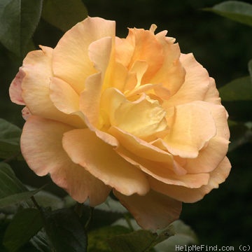 'City of Auckland' rose photo