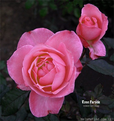 'Rose Parade' rose photo