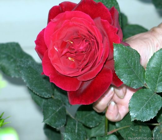 'Velvet Fragrance (Hybrid Tea, Fryer before 1985)' rose photo