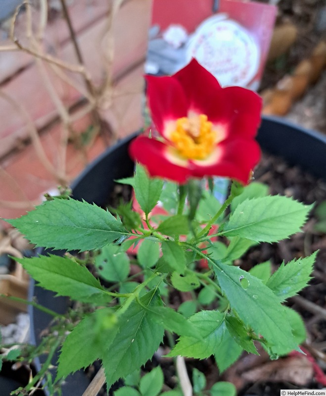 'Rosy Boom ® Colour Change' rose photo