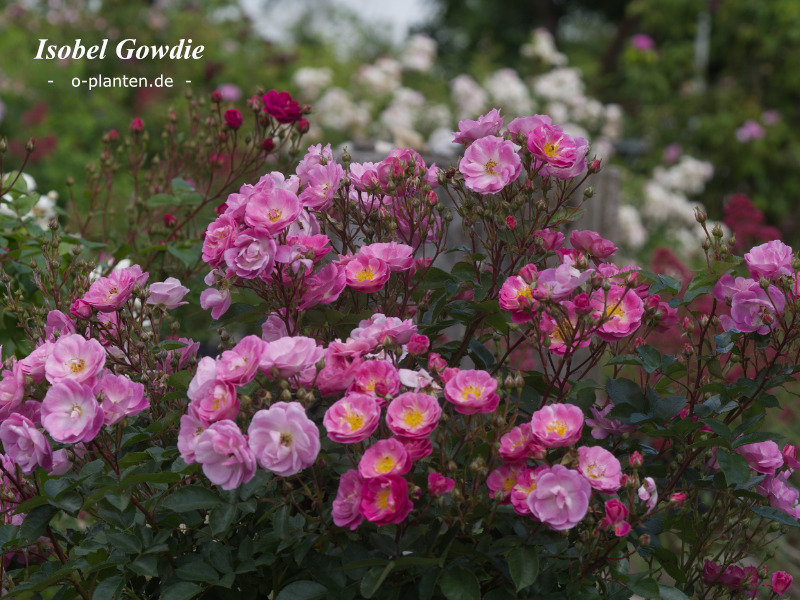 'Isobel Gowdie' rose photo