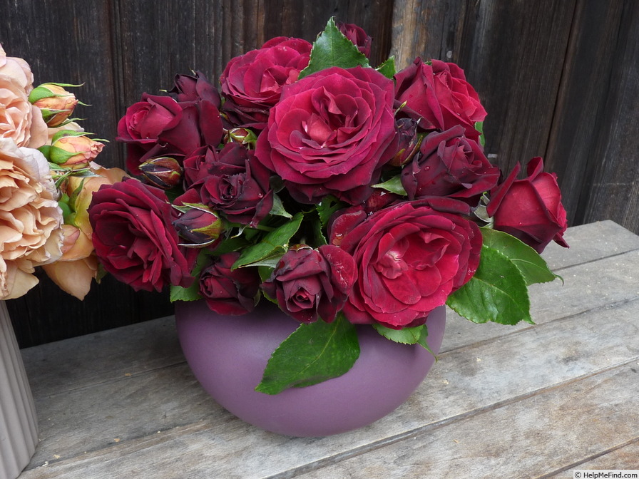 'Amarena' rose, click to enlarge 'Amarena' rose photo