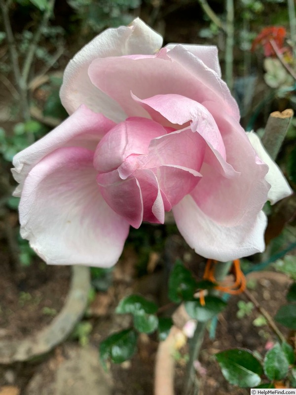 'My Faire Lady™' rose photo