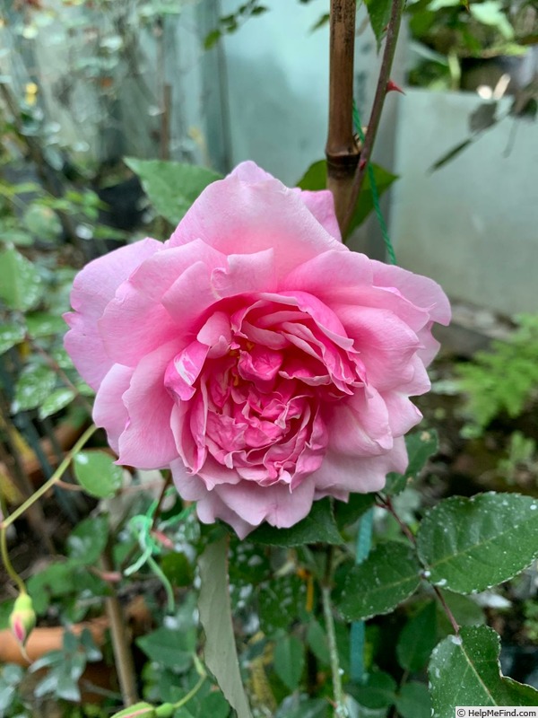 'My Faire Lady™' rose photo