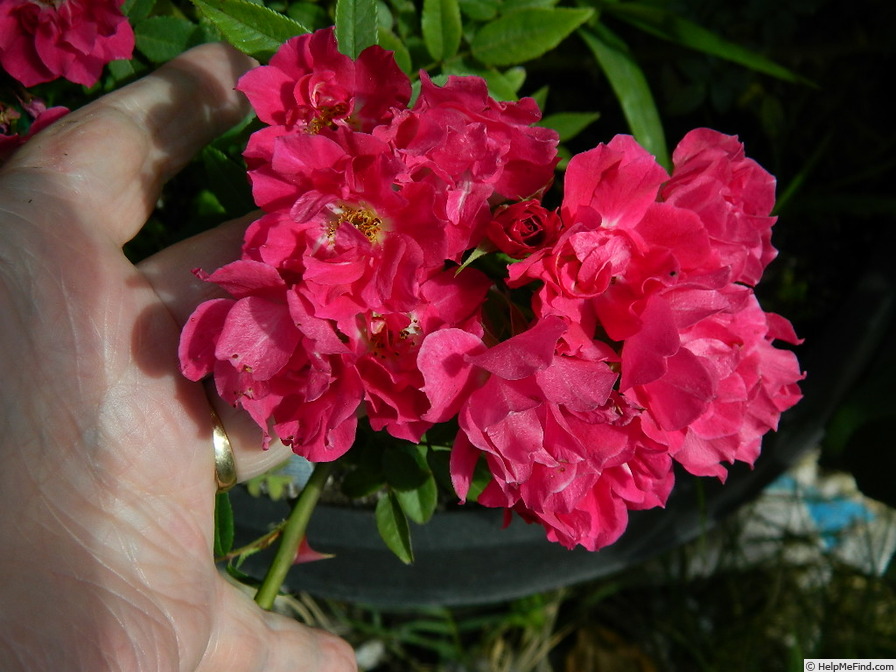 'Magic Wand' rose photo