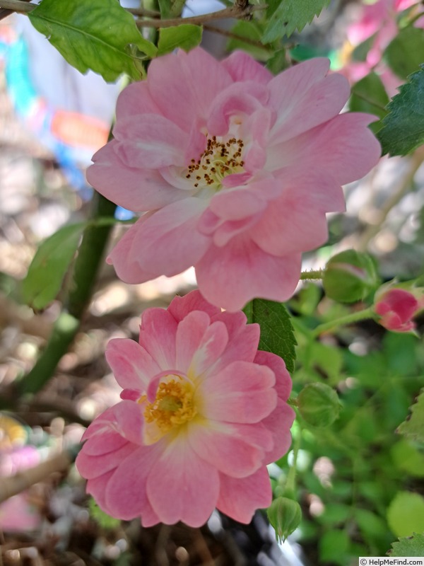 'Satina (patio, Evers/Tantau, 1992)' rose photo