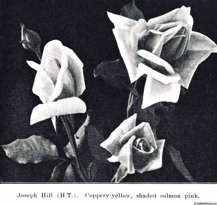 'Joseph Hill' rose photo