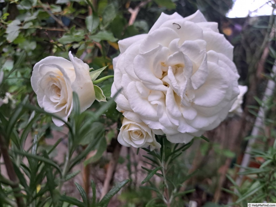 'Schneeküsschen ® (miniature, Kordes 2005/16)' rose photo